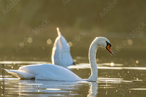 A beautiful white swan couple in a little lake not far away from Cologne at sunset at a warm day in fall.