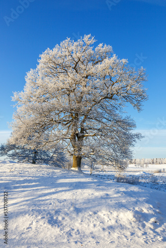 Big old oak tree a frosty winter day © Lars Johansson