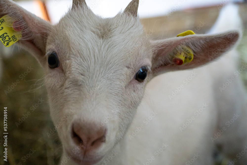 Obraz premium white goat kid portrait