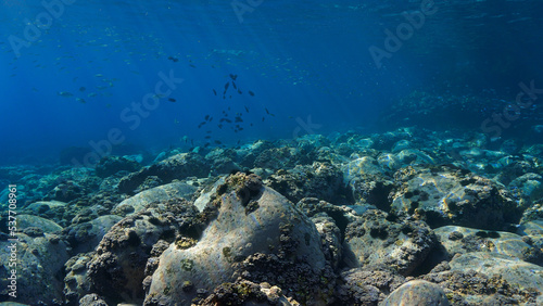 Underwater photo of fish in a beautiful landscape. From a scuba dive at the Canary islands.