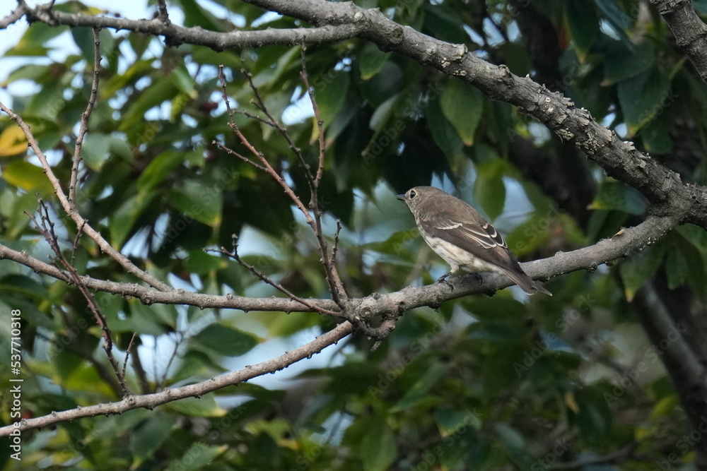 grey streaked flycatcher on a branch grey streaked flycatcher on a branch