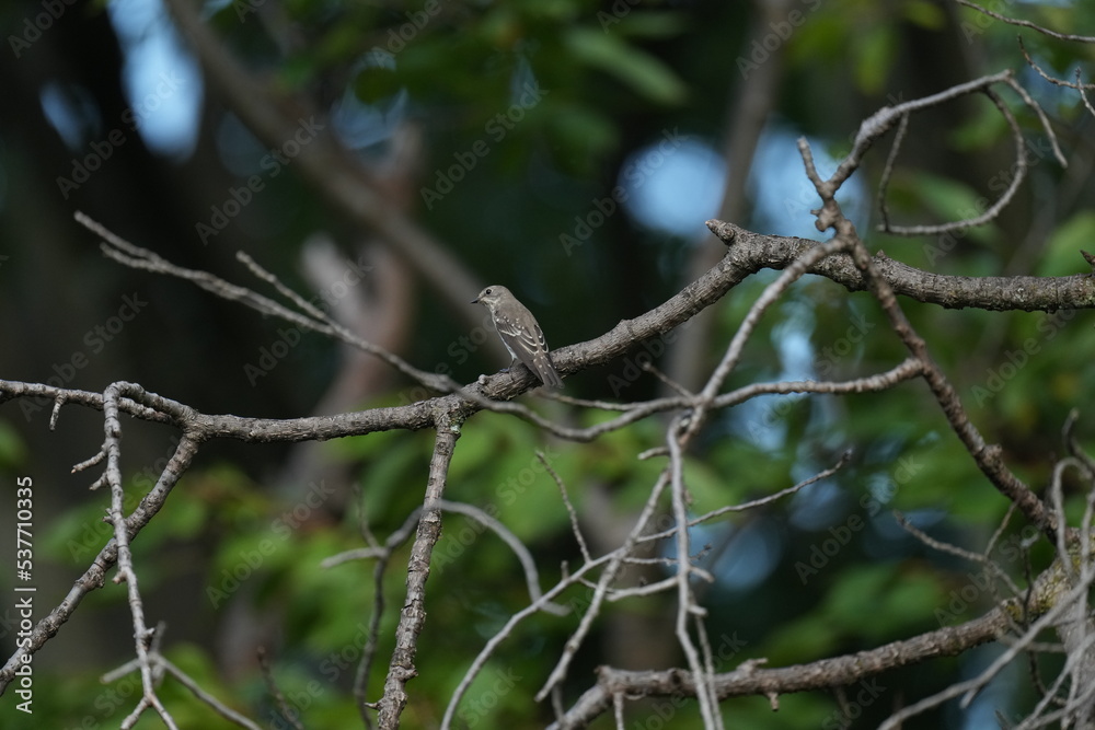 grey streaked flycatcher on a branch grey streaked flycatcher on a branch