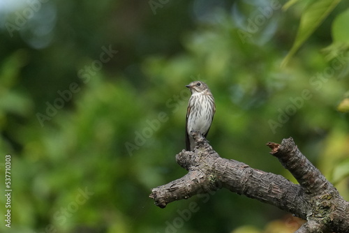 grey streaked flycatcher on a branch © Matthewadobe