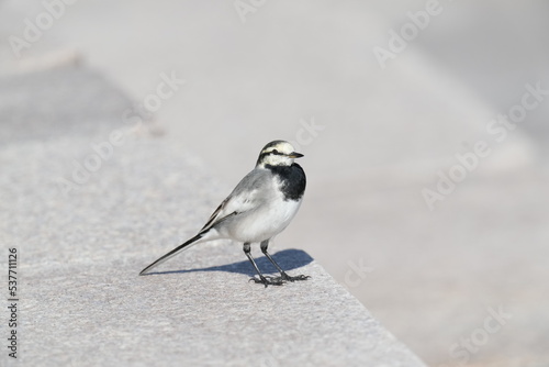 white wagtail in a park