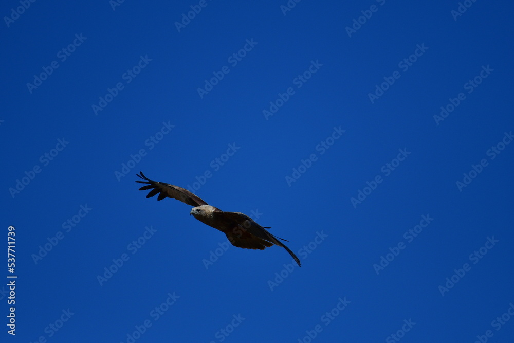 flying bird in the blue sky flying bird in the blue sky