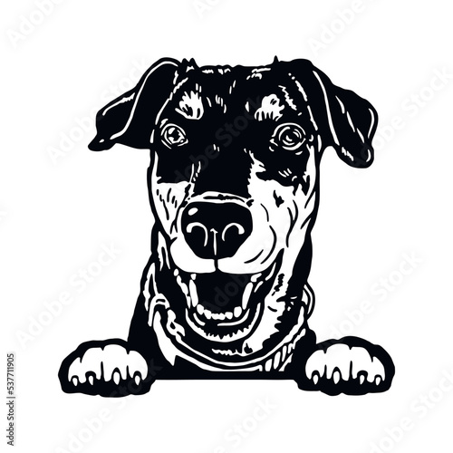Schilderij op canvas German Pinscher - Funny Dog, Vector File, Cut Stencil for Tshirt
