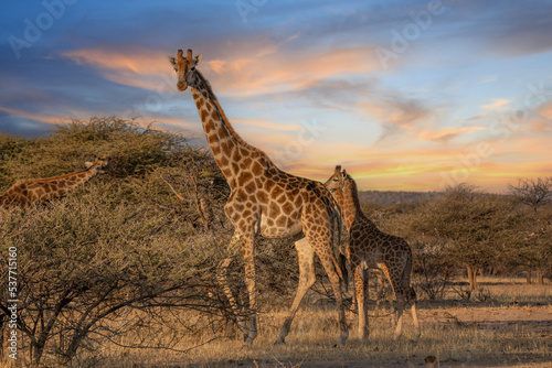 Giraffe Kenya masai mara. Giraffa reticulata  sunset.