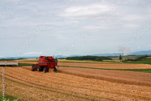 夏の麦畑の収穫作業 