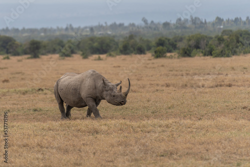 White Rhinoceros Ceratotherium simum Square-lipped Rhinoceros at Khama Rhino Sanctuary Kenya Africa.