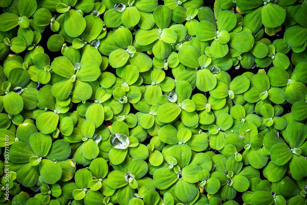 Little Green leaves background for design art work or add text message. Natural pattern plant leaf fresh for backdrop. Little Green leaves background for design art work or add text message. Natural pattern plant leaf fresh for backdrop.