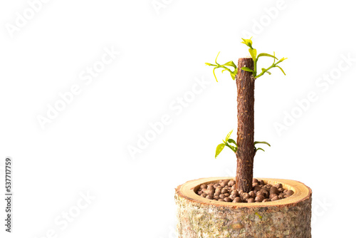 Canvas Print Potted trees help reduce global warming produced from natural fibers