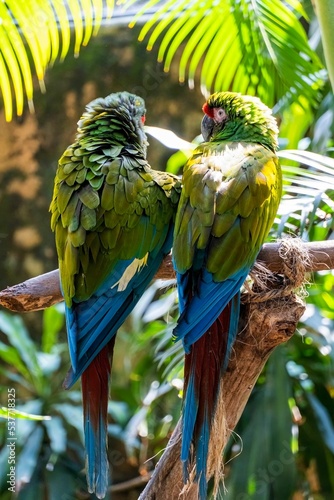 Vertical shot of two red-fronted parrots(Amazona viridigenalis) posing backward, Guadalajara, Mexico photo