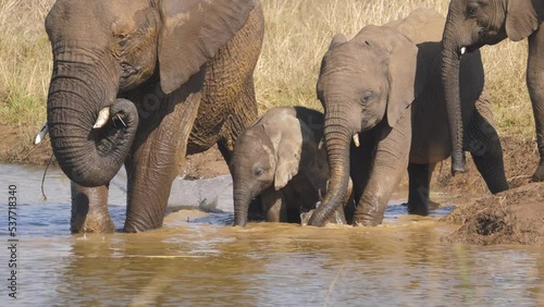 Elephant calf stands in water amidst herd and drinks with his mouth
