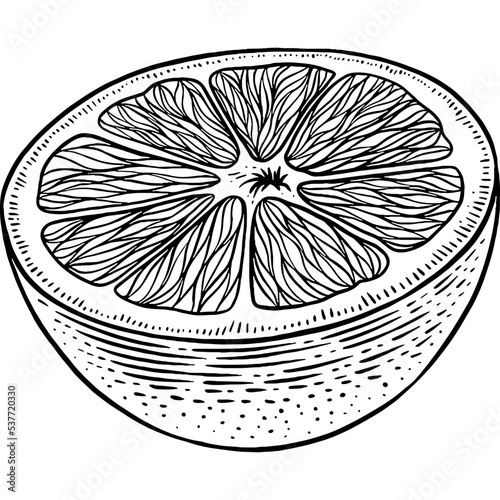 Hand drawn Half Orange Slice Sketch Illustration