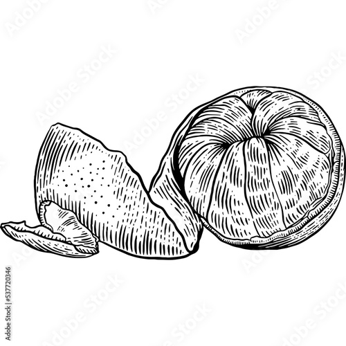 Hand drawn Peeled Orange Sketch Illustration