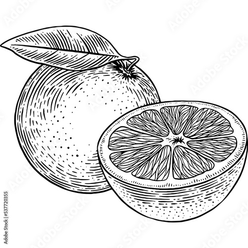 Hand drawn Orange Sketch Illustration