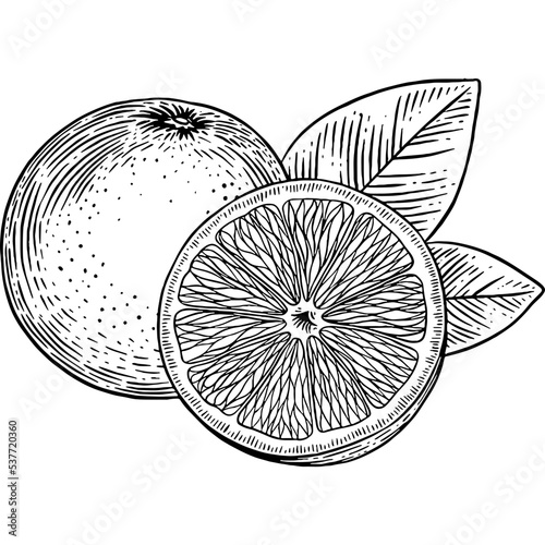 Hand drawn Orange Sketch Illustration