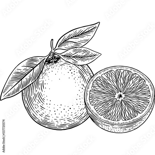 Hand drawn Orange Sketch Illustration