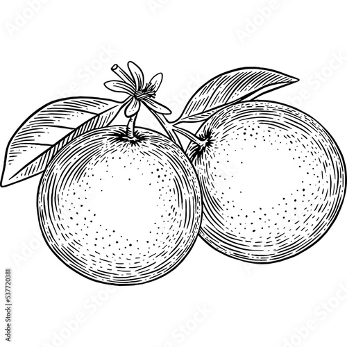 Hand drawn Oranges with Leaves Sketch Illustration