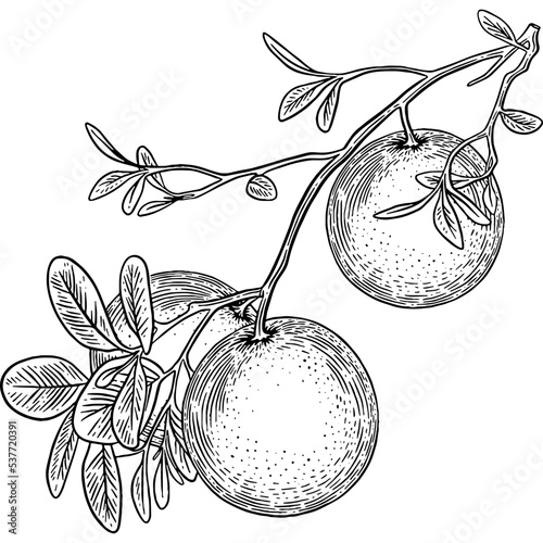 Hand drawn Orange Plant Sketch Illustration