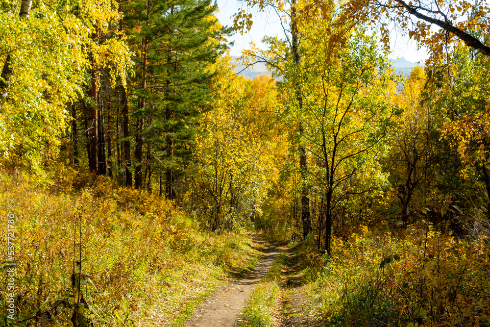 Autumn landscape. Birch autumn forest on a sunny day. Autumn landscape. Birch autumn forest on a sunny day.