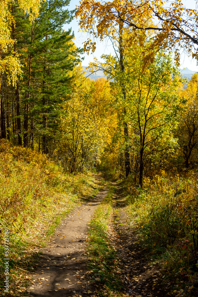 Autumn landscape. Birch autumn forest on a sunny day.	