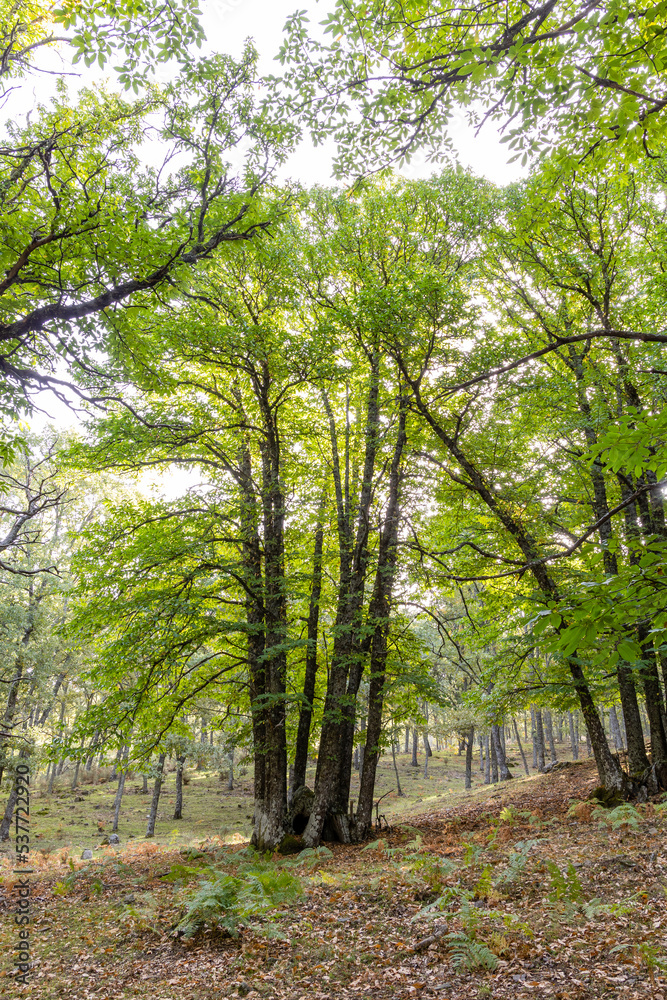 Chestnut forest in the Castanar El Tiemblo. Avila (Spain) Chestnut forest in the Castanar El Tiemblo. Avila (Spain)