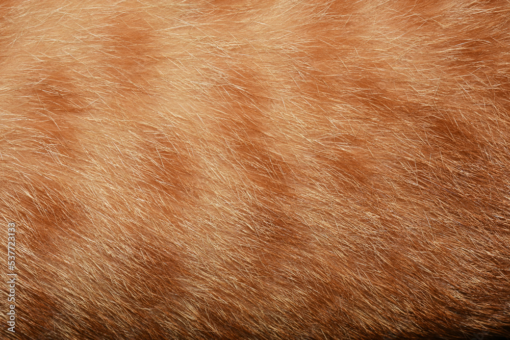 Orange cat hair, full frame orange fur, for the background. Orange cat hair, full frame orange fur, for the background.