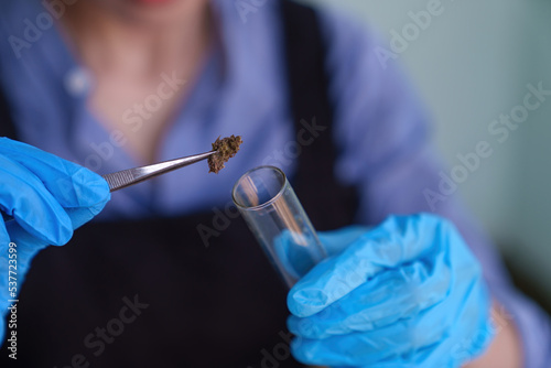 Plant scientist working in Sativa Cannabis agriculture farm for research hemp to use in hospital sleep and cancer medications treatment