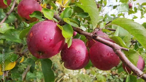 apples on tree. Very beautiful growing red apples on the branches. Apple tree with fruits. Autumn. Harvest of apples.