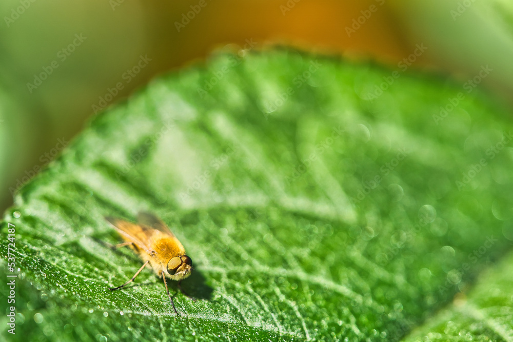 Fototapeta premium Hair rings fly on a green leaf. Sunshine on the insect. Macro shot