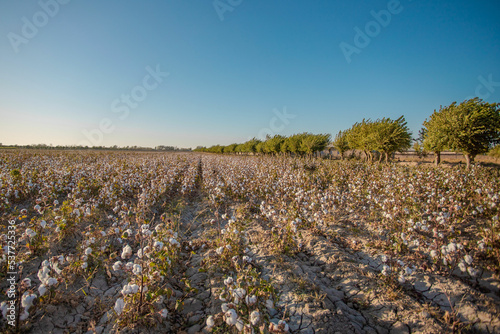 Cotton field in Samarkand. The photo was taken in October.