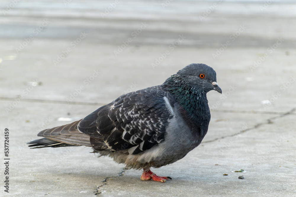 Pigeon injured in one leg. Legged disabled pigeon bird. Pigeon injured in one leg. Legged disabled pigeon bird.