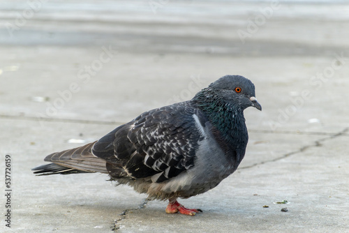  Pigeon injured in one leg. Legged disabled pigeon bird.