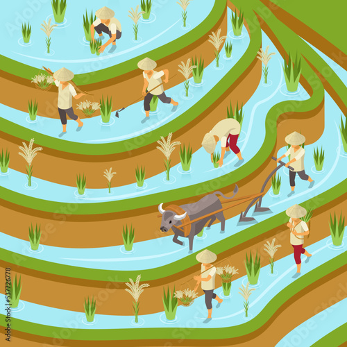 RIce Plantation Isometric Composition
