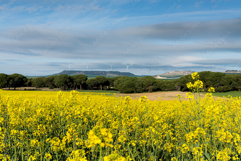 Rapeseed field, in the background a hill with wind turbines.