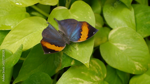 Tropical butterfly on light green leaf photo