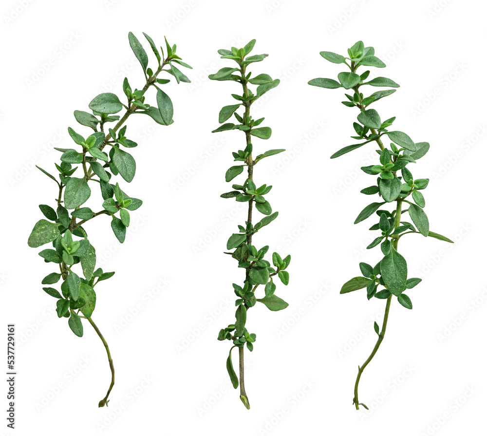 basil, thyme isolated on a white background. The view from top. - obrazy, fototapety, plakaty 