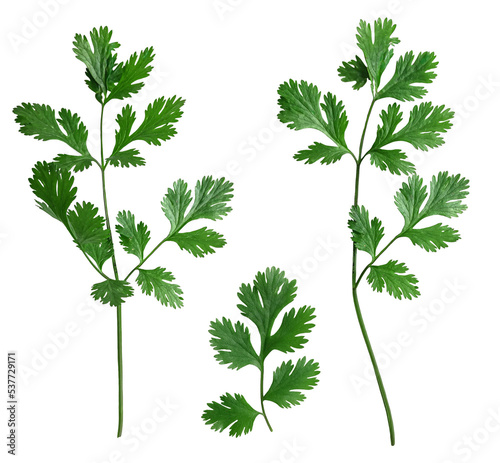 cilantro isolated on a white background. The view from top. photo