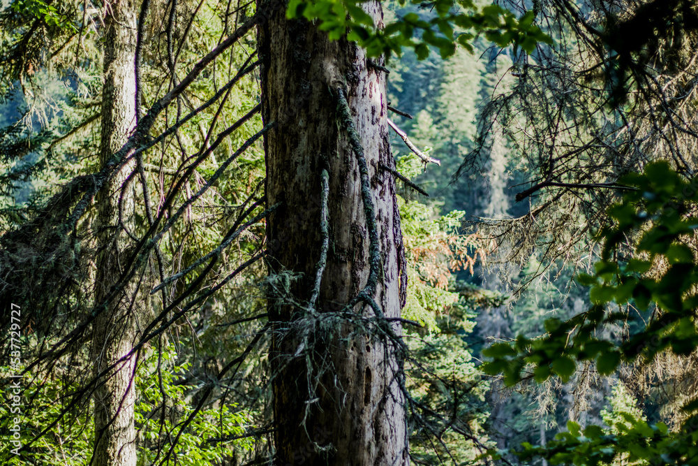 tree in the forest tree in the forest
