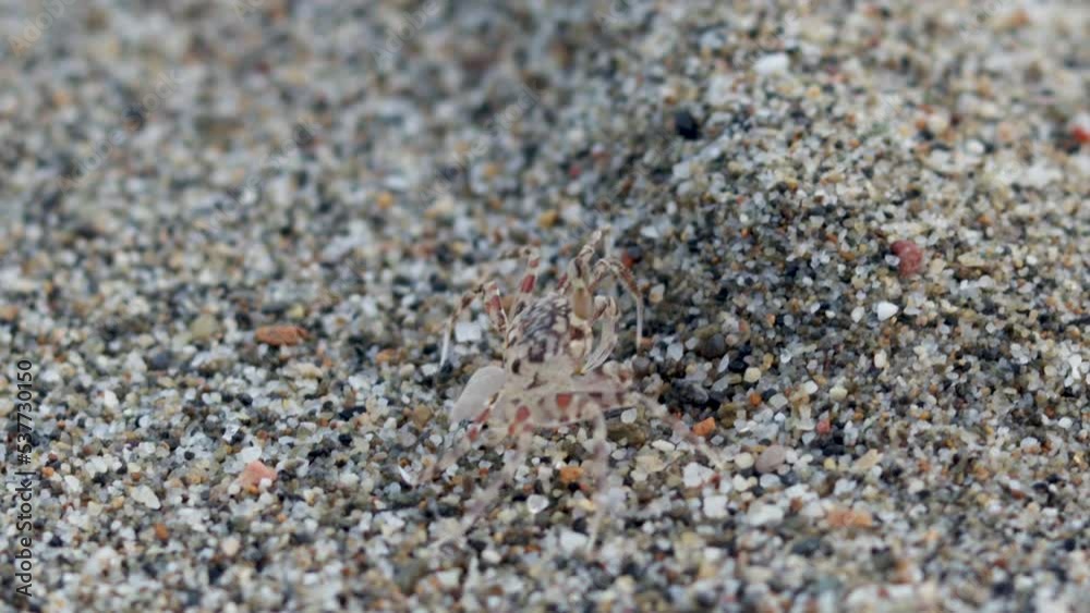 little crab on pebbles sands beach.cute mini small crab barely visible merges with sand color and structure texture stand still.beach outdoor marine animals.4k close up tiny almost invisible against little crab on pebbles sands beach.cute mini small crab barely visible merges with sand color and structure texture stand still.beach outdoor marine animals.4k close up tiny almost invisible against