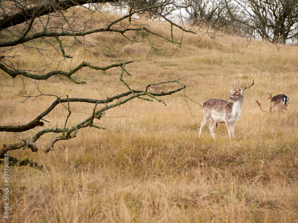 Deer at the Amsterdamse Waterleiding Duinen Deer at the Amsterdamse Waterleiding Duinen