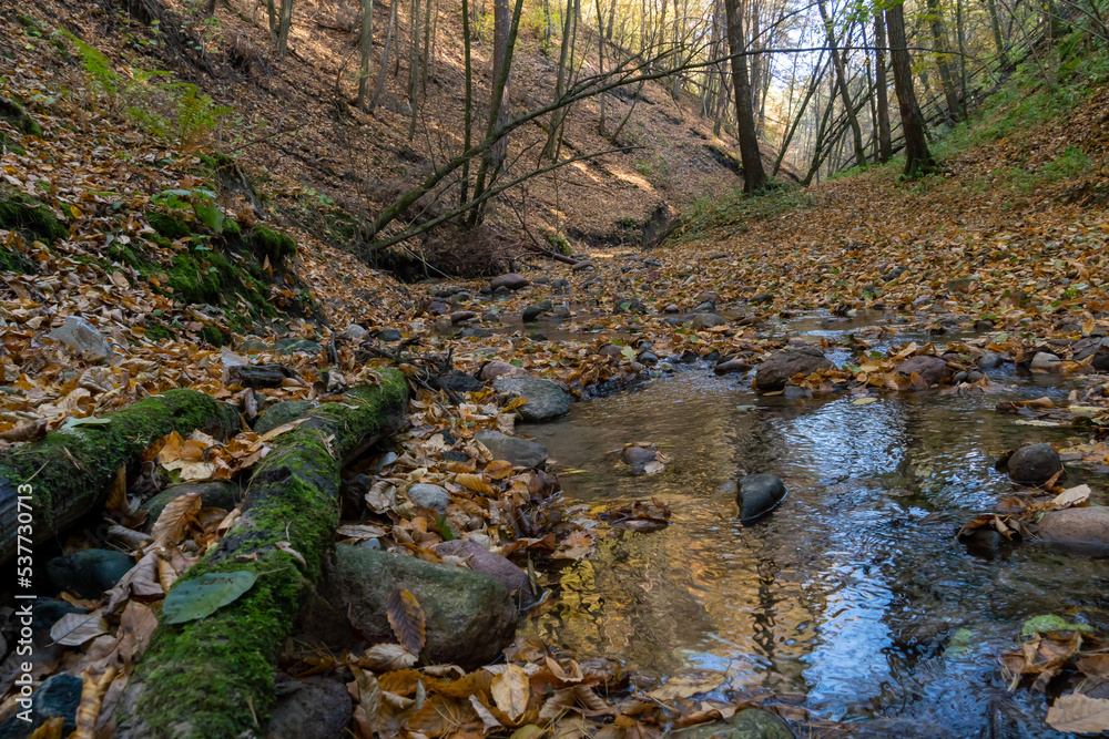 A small stream flowing through a crevice in the forest past rocks and fallen rotten tree trunks. Autumn landscape in a wild remote forest, rocks and tree stumps covered with moss. A small stream flowing through a crevice in the forest past rocks and fallen rotten tree trunks. Autumn landscape in a wild remote forest, rocks and tree stumps covered with moss.