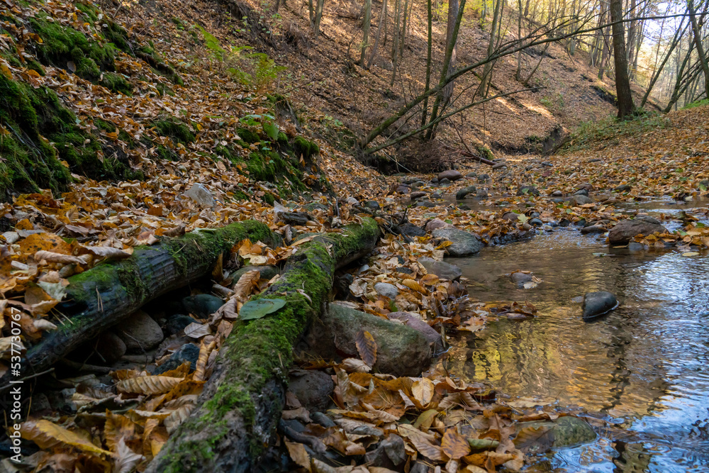 A small stream flowing through a crevice in the forest past rocks and fallen rotten tree trunks. Autumn landscape in a wild remote forest, rocks and tree stumps covered with moss. A small stream flowing through a crevice in the forest past rocks and fallen rotten tree trunks. Autumn landscape in a wild remote forest, rocks and tree stumps covered with moss.