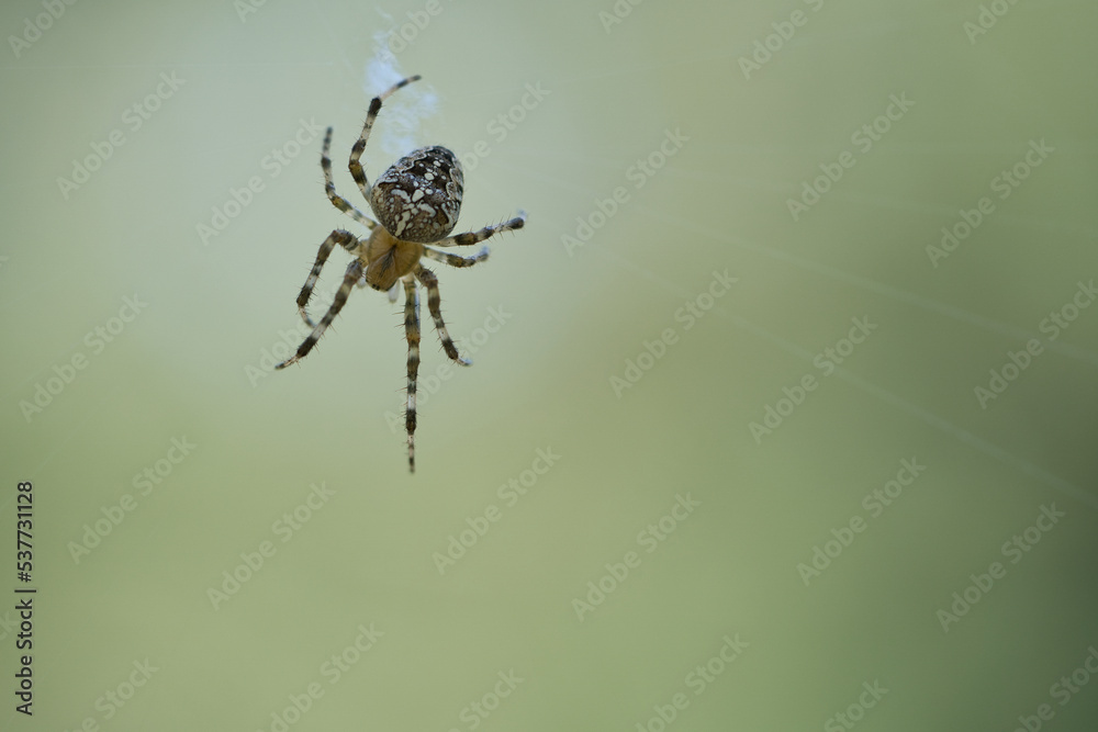 Cross spider crawling on a spider thread. Halloween fright. A useful hunter among Cross spider crawling on a spider thread. Halloween fright. A useful hunter among