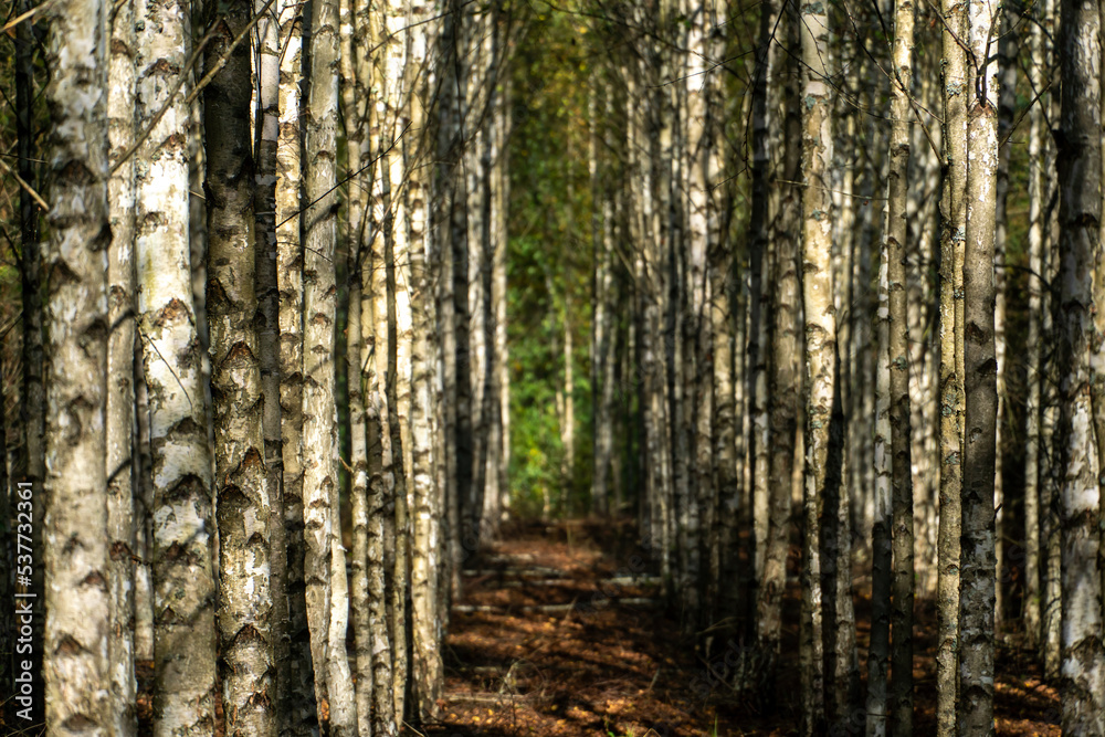 Naklejka premium A long birch grove in the Russian forest. An environmentally friendly place for the preparation and collection of birch sap on an industrial scale.