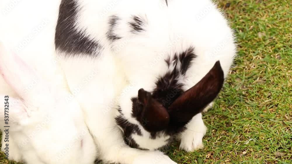 Adult rabbits sit in parks in summer on green grass in Ukraine, an animal Adult rabbits sit in parks in summer on green grass in Ukraine, an animal