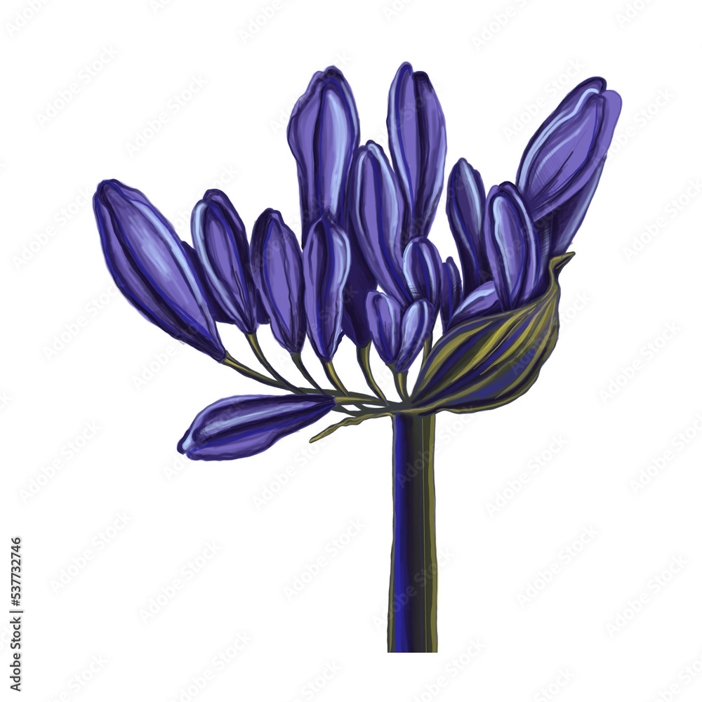 Sketch of agapanthus flower in purple hue, on pastel background. Minimastic flower pattern for textiles, poster, logo. purple illustration flower. - obrazy, fototapety, plakaty 