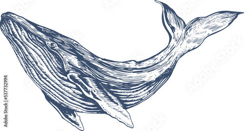 Hand Drawn Whale Illustration