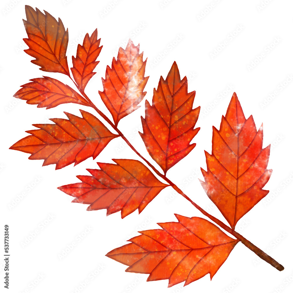 Fototapeta premium Watercolor Autumn Leaf